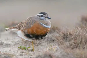 Close Prints: Eurasian Dotterel (Charadrius morinellus) standing in the dunes