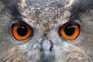 Eurasian Eagle Owl (Bubo Bubo) eyes, Gelderland, the Netherlands