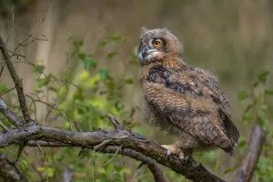 Eagle Prints: Eurasian Eagle Owl (Bubo bubo) juvenile perched on a branch in the forest, the Netherlands