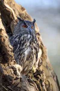 Veluwe Prints: Eurasian Eagle Owl (Bubo Bubo) perched in an old tree, Gelderland, the Netherlands
