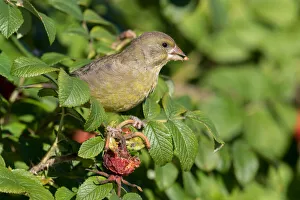 Eurasian Greenfinch (Carduelis chloris) foraging on rose hips, Horsterwold, The Netherlands Eurasian Greenfinch (Carduelis chloris) foraging on rose hips, Horsterwold, The Netherlands