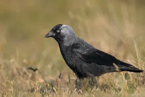 Texel Prints: Eurasian Jackdaw (Corvus monedula), Texel, Noord-Holland, The Netherlands