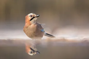 Eurasian Jay (Garrulus glandarius) at the edge of a forest pool, Kiskunsagi National Park, Bacs-Kiskun, Hungary Eurasian Jay (Garrulus glandarius) at the edge of a forest pool, Kiskunsagi National Park, Bacs-Kiskun, Hungary