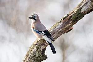 Eurasian Jay (Garrulus glandarius) perched on a branch, Alblasserwaard, Brandwijk, Zuid-Holland, The Netherlands Eurasian Jay (Garrulus glandarius) perched on a branch, Alblasserwaard, Brandwijk, Zuid-Holland, The Netherlands