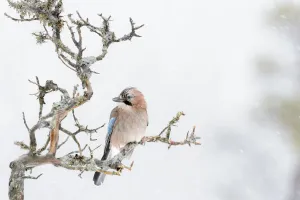 Cold Prints: Eurasian Jay (Garrulus glandarius) perched at a branch during blizzard, Flatanger, Norway