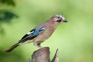 Eurasian Jay (Garrulus glandarius) perched on a stump, Flanders, Belgium Eurasian Jay (Garrulus glandarius) perched on a stump, Flanders, Belgium