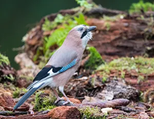 Eurasian Jay (Garrulus glandarius) standing on a mossy forest floor, Upper Austria, Austria