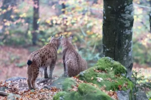 Two Eurasian lynxes (Lynx lynx) standing in a forest, Bavarian forest, Bayern, Germany Two Eurasian lynxes (Lynx lynx) standing in a forest, Bavarian forest, Bayern, Germany