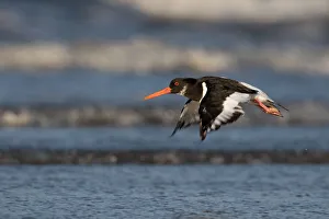 Autumn Prints: Eurasian Oystercatcher (Haematopus ostralegus) in flight over the surf