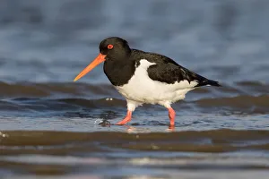 Eurasian Oystercatcher (Haematopus ostralegus) foraging along the shoreline, Texel