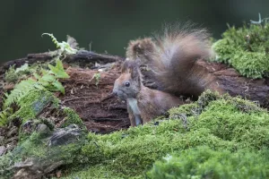 : Eurasian Red Squirrel (Sciurus vulgaris) resting on a mossy forest floor