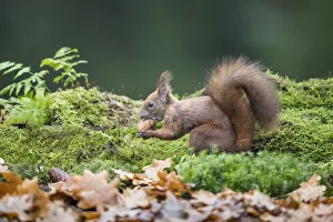 Autumn Prints: Eurasian Red Squirrel (Sciurus vulgaris) testing a walnut on a mossy forest floor