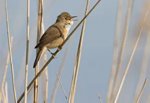 Full Length Prints: Eurasian Reed Warbler (Acrocephalus scirpaceus) singing on reed steng
