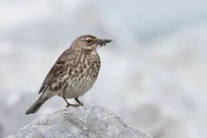 Eurasian Rock Pipit (Anthus petrosus), Ireland