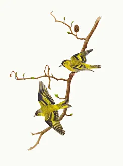 Eurasian Siskins (Carduelis spinus) on a branch of Alder (Alnus glutinosa) ready to