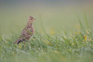 Netherlands Prints: Eurasian Skylark (Alauda arvensis) sitting in grassland, Noord-Holland, the Netherlands