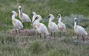 Eurasian Spoonbill (Platalea leucorodia) group at nesting site at the coast, Vlieland, Friesland, The Netherlands Eurasian Spoonbill (Platalea leucorodia) group at nesting site at the coast, Vlieland, Friesland, The Netherlands