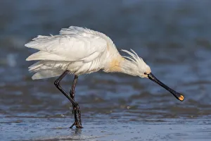 Eurasian Spoonbill (Platalea leucorodia) at the coast, shaking its feathers, Texel Eurasian Spoonbill (Platalea leucorodia) at the coast, shaking its feathers, Texel
