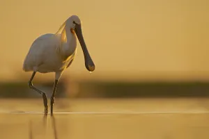 Eurasian Spoonbill (Platalea leucorodia) foraging, Hungary