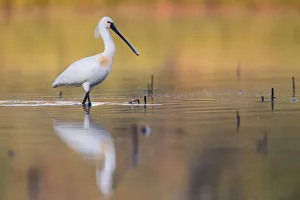 Eurasian Spoonbill (Platalea leucorodia) foraging, Saxony, Germany