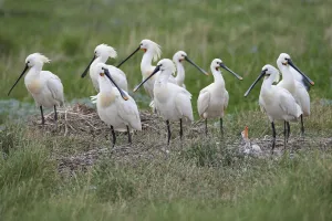 Eurasian Spoonbill (Platalea leucorodia) group at nesting site at the coast, Vlieland, Friesland, The Netherlands