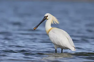 Eurasian Spoonbill (Platalea leucorodia) standing in shallow water, The Netherlands