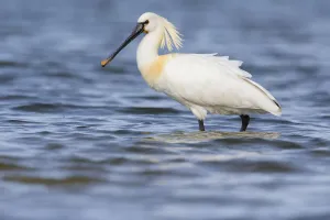Eurasian Spoonbill (Platalea leucorodia) standing in shallow water, The Netherlands