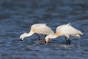 Eurasian Spoonbills (Platalea leucorodia) foraging along the shoreline, Texel Eurasian Spoonbills (Platalea leucorodia) foraging along the shoreline, Texel