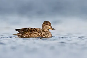 Eurasian Teal (Anas crecca) female, Utrecht, The Netherlands