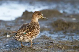 Eurasian Teal (Anas crecca) female, Bavaria, Germany
