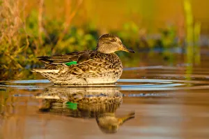 Anatidae Prints: Eurasian Teal (Anas crecca) female, Schleswig-Holstein, Germany
