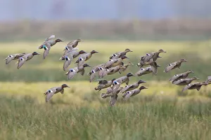 Waterfowl Prints: Eurasian Teal (Anas crecca) group landing, North Rhine-Westphalia, Germany