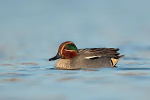 Eurasian Teal (Anas crecca) male, Utrecht, The Netherlands