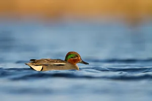 Eurasian Teal (Anas crecca) male, Utrecht, The Netherlands