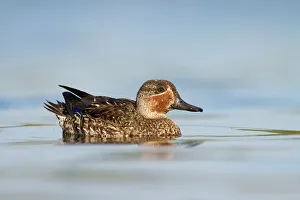 Eurasian Teal (Anas crecca) male, Utrecht, The Netherlands