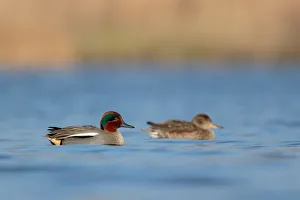 Utrecht Prints: Eurasian Teal (Anas crecca) pair, Utrecht, The Netherlands