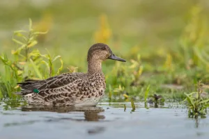 Eurasian Teal (Anas crecca), Schleswig-Holstein, Germany