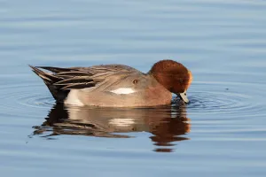 December Prints: Eurasian Wigeon (Anas penelope) foraging in the water, polder Arkemheen, The Netherlands