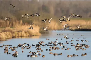 Eurasian Wigeon (Anas penelope) large group in fligth over water, polder Arkemheen