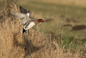 Eurasian Wigeon (Anas penelope) male in fligth over reed, polder Arkemheen, The Netherlands Eurasian Wigeon (Anas penelope) male in fligth over reed, polder Arkemheen, The Netherlands