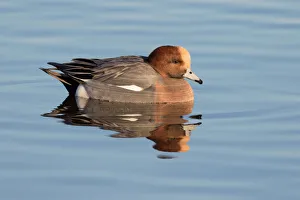 Eurasian Wigeon (Anas penelope) resting on the water, polder Arkemheen, The Netherlands