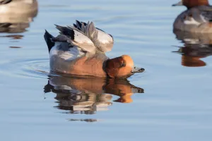 Eurasian Wigeon (Anas penelope) stretching its wings, polder Arkemheen, The Netherlands Eurasian Wigeon (Anas penelope) stretching its wings, polder Arkemheen, The Netherlands