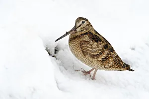 Eurasian Woodcock (Scolopax rusticola) in snow, Den Oever, Noord-Holland, The Netherlands Eurasian Woodcock (Scolopax rusticola) in snow, Den Oever, Noord-Holland, The Netherlands