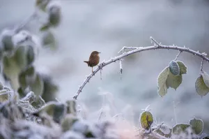 Cold Prints: Eurasian wren (Troglodytes troglodytes) on a frosted bramble bush covered with rime