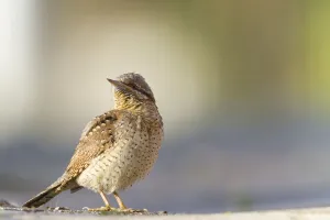 Eurasian Wryneck (Jynx torquilla) standing, Biesbosch, Noord-Brabant, The Netherlands Eurasian Wryneck (Jynx torquilla) standing, Biesbosch, Noord-Brabant, The Netherlands
