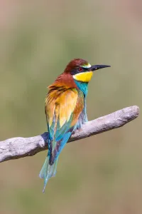 European Bee-eater (Merops apiaster) perched on a branch, Hortobagy National Park, Hortobagy, Hungary