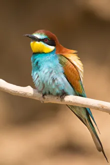 Summer Prints: European Bee-eater (Merops apiaster) perching on a branch, Hortobagy, Hungary
