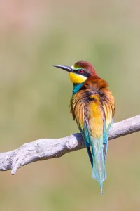 : European Bee-eater (Merops apiaster) perching on a branch