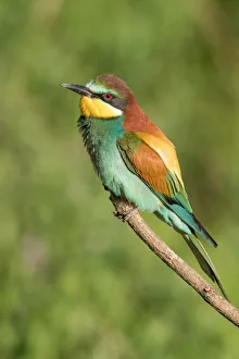 Summer Prints: European Bee-eaters (Merops apiaster) perching on a twig, Bekes, Hungary
