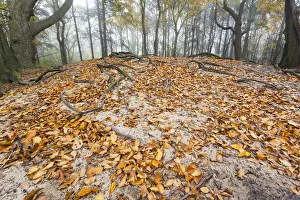 European Beech (Fagus sylvatica) leaves on sand dune in autumn on misty morning